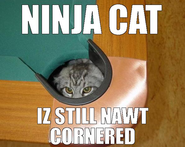 cornered ninja cat meme for real money online casino