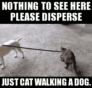 mobile casino GIF cat walking a dog