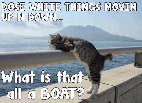 a boat a cat online casino meme macro